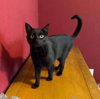 Rescue Domestic Short Hair Cats for Adoption in Lodi, California - Luna | PetCurious