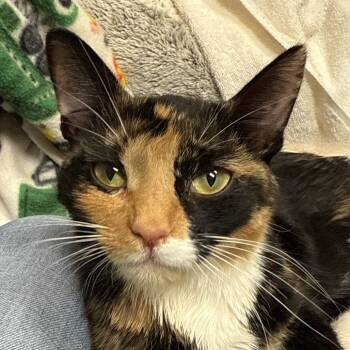 Rescue Domestic Short Hair Cats for Adoption in Bismarck, North Dakota - Nyx | PetCurious