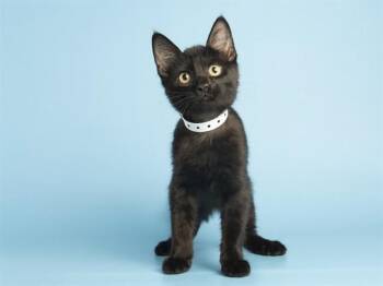 MCQUEEN -  Domestic Short Hair Cat for Adoption in Phoenix, Arizona - MCQUEEN | PetCurious