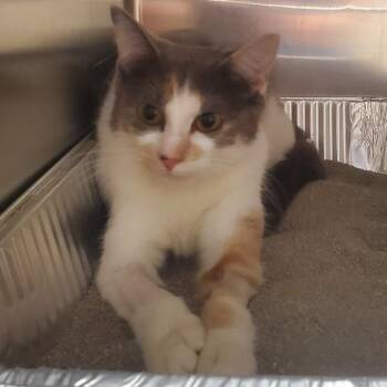Evelyn -  Domestic Short Hair Cat for Adoption in Milton, Florida - Evelyn | PetCurious