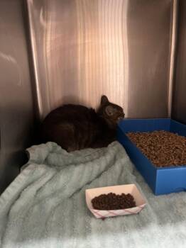 JELLY DONUT -  Domestic Short Hair Cat for Adoption in Loveland, Colorado - JELLY DONUT | PetCurious