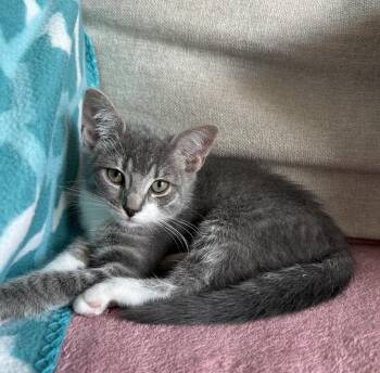 Eira -  Domestic Short Hair Cat for Adoption in Franklin, Tennessee - Eira | PetCurious