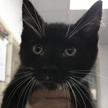 Otto -  Domestic Medium Hair Cat for Adoption in Harrisonburg, Virginia - Otto | PetCurious