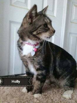 American Shorthair Cats Available for Adoption - Holly | PetCurious
