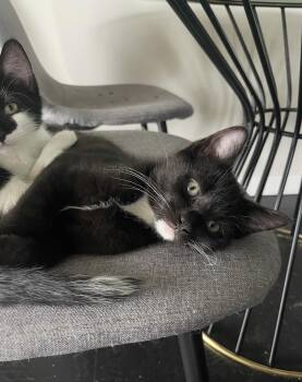 Dottie -  Domestic Short Hair Cat for Adoption in Port Chester, New York - Dottie | PetCurious
