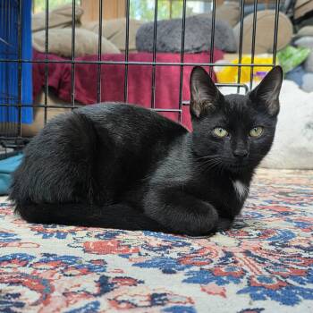Rescue Domestic Short Hair Cats for Adoption in Lombard, Illinois - Jomba | PetCurious