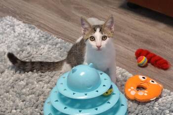 Rescue Domestic Short Hair Cats for Adoption in Fountain Hills, Arizona - Grumpy Jr. | PetCurious