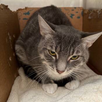 Rescue Domestic Short Hair Cats for Adoption in Goleta, California - Kilo | PetCurious