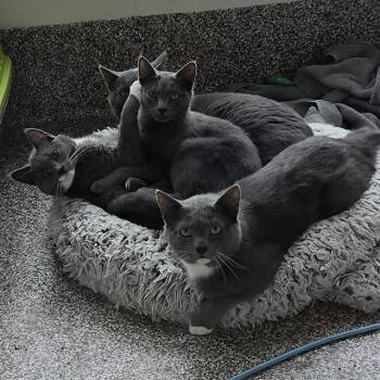 EMERALD -  Domestic Short Hair Cat for Adoption in Methuen, Massachusetts - EMERALD | PetCurious