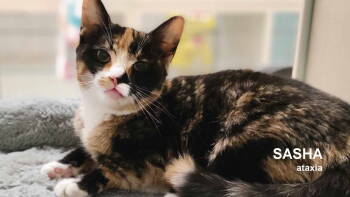 Rescue Domestic Short Hair Cats for Adoption in Santa Rosa, California - Sasha | PetCurious