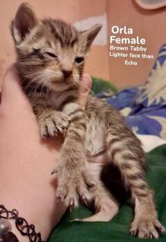 Domestic Short Hair Cats Available for Adoption in Burnsville, North Carolina - Orla | PetCurious