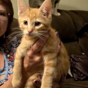 Alfie -  Domestic Short Hair Cat for Adoption in Grantsville, Utah - Alfie | PetCurious