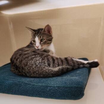 Rescue Tabby and Domestic Short Hair Cats for Adoption in Clarksville, Virginia - Cuddles | PetCurious