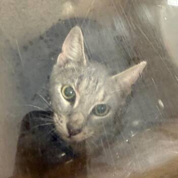 Meowla -  Domestic Short Hair Cat for Adoption in Philadelphia, Pennsylvania - Meowla | PetCurious