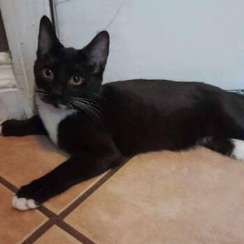 Nezuko Summer Cat F NV -  Domestic Short Hair Cat for Adoption in Las Vegas, Nevada - Nezuko Summer Cat F NV | PetCurious