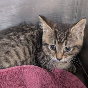 Edda (Holland Cat Cove) -  Domestic Short Hair Cat for Adoption in West Olive, Michigan - Edda (Holland Cat Cove) | PetCurious