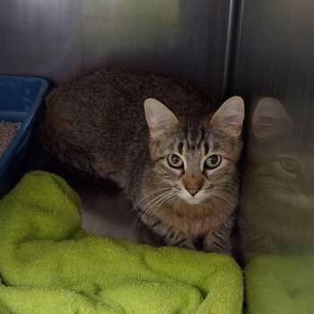 Domestic Short Hair Cats Available for Adoption in Lake Havasu City, Arizona - Ginger | PetCurious
