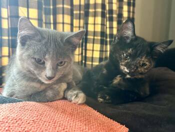 Regina and Raven -  Domestic Short Hair Cat for Adoption in Belchertown, Massachusetts - Regina And Raven | PetCurious