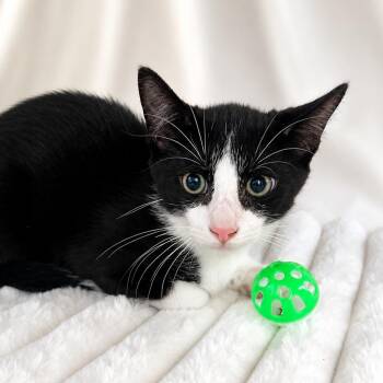 Marshall -  Domestic Short Hair Cat for Adoption in Hopkinton, Massachusetts - Marshall | PetCurious