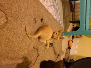 Rescue Domestic Short Hair and Tabby Cats for Adoption in Greensboro, Georgia - Larceny - Winterville, GA | PetCurious