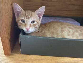 Clyde -  Domestic Short Hair Cat for Adoption in Smithfield, North Carolina - Clyde | PetCurious