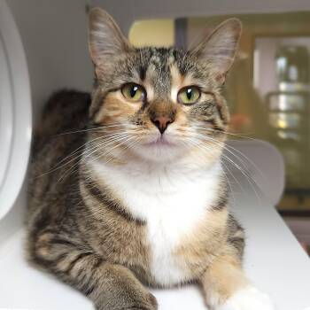 Mia -  Torbie Cat for Adoption in Marshfield, Wisconsin - Mia | PetCurious
