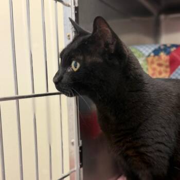 Nike -  Domestic Short Hair Cat for Adoption in Enfield, New Hampshire - Nike | PetCurious