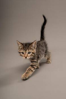 Moscato -  Domestic Short Hair Cat for Adoption in Fort Worth, Texas - Moscato | PetCurious