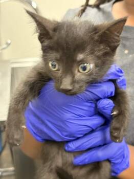 Emery -  Domestic Short Hair Cat for Adoption in Memphis, Tennessee - Emery | PetCurious