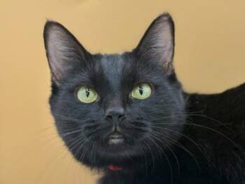 Edith -  Domestic Short Hair Cat for Adoption in Portland, Oregon - Edith | PetCurious