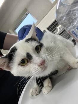 Remi -  Domestic Short Hair Cat for Adoption in Cincinnati, Ohio - Remi | PetCurious
