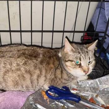 Domestic Short Hair Cats Available for Adoption - Tabby | PetCurious