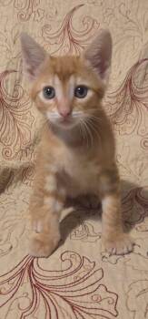 Rudy -  Domestic Short Hair Cat for Adoption in Saint Charles, Missouri - Rudy | PetCurious