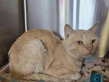 Claude -  Domestic Short Hair Cat for Adoption in Dickson, Tennessee - Claude | PetCurious
