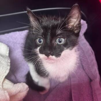 Shawn -  Domestic Short Hair Cat for Adoption in Clearwater, Florida - Shawn | PetCurious