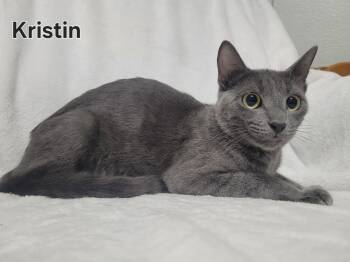 Rescue Russian Blue Cats for Adoption in Laplace, Louisiana - Kristin | PetCurious