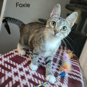 Foxie -  Domestic Short Hair Cat for Adoption in Sedalia, Missouri - Foxie | PetCurious