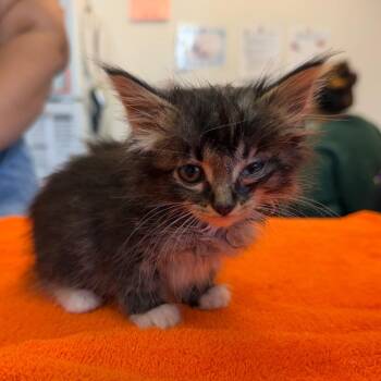 Kahlo 27 -  Domestic Medium Hair Cat for Adoption in Austin, Texas - Kahlo 27 | PetCurious