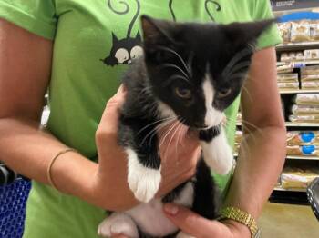 Stevie -  Domestic Short Hair Cat for Adoption in Shawnee, Kansas - Stevie | PetCurious