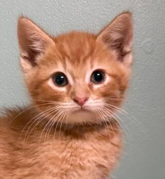 Domestic Short Hair Cats Available for Adoption in Amery, Wisconsin - Moe | PetCurious