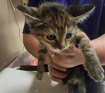 Domestic Short Hair Cats Available for Adoption in Conroe, Texas - MAREE | PetCurious