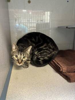 *Barbecue* -  Domestic Short Hair Cat Available for Adoption in Salt Lake City, Utah - *Barbecue* | PetCurious