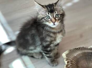 HARRIET -  Domestic Medium Hair Cat for Adoption in Santa Clara, California - HARRIET | PetCurious