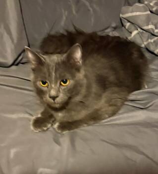 Maximus -  Nebelung and Russian Blue Cat for Adoption in North East, Maryland - Maximus | PetCurious