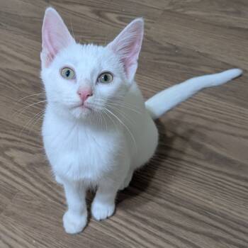 Rescue Domestic Short Hair Cats for Adoption in Brownsboro, Alabama - ShenShen | PetCurious