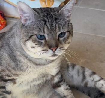 Leonidas -  Domestic Short Hair Cat for Adoption in New York, New York - Leonidas | PetCurious