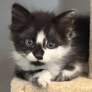 Domestic Short Hair Cats Available for Adoption in Newark, New Jersey - Hermes | PetCurious