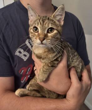 Raina -  Domestic Short Hair Cat for Adoption in Winchester, Virginia - Raina | PetCurious