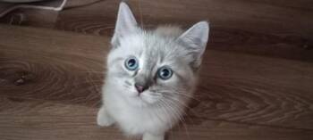 SANDY -  Domestic Short Hair Cat for Adoption in Pueblo, Colorado - SANDY | PetCurious