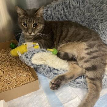 Avocado -  Domestic Short Hair Cat for Adoption in Westminster, California - Avocado | PetCurious